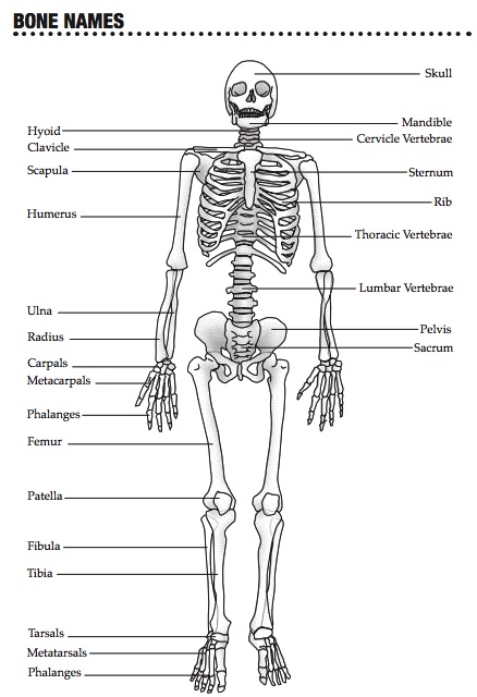 Human Skeleton Puzzle | Biology Learning Game